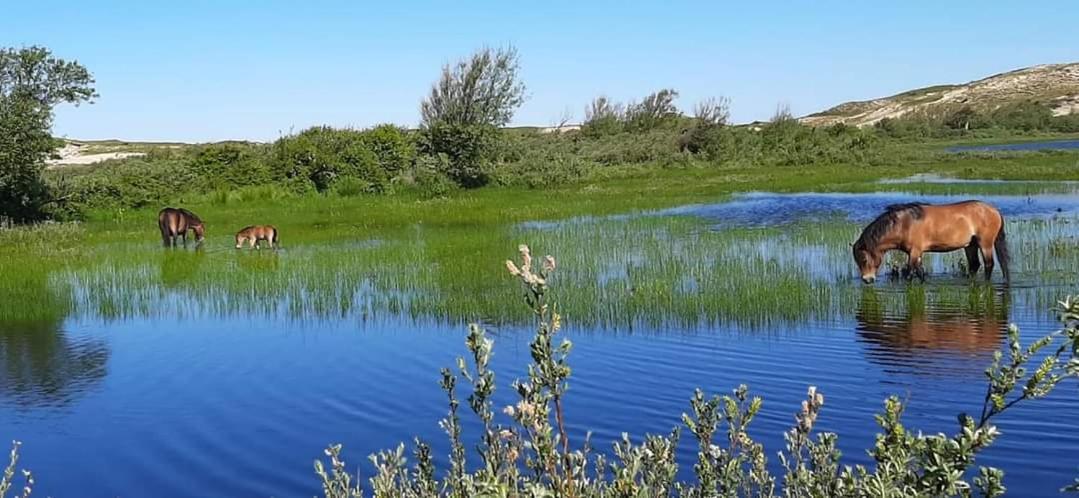 Tiny Villa De Haas Met Infraroodsauna Egmond aan Zee Eksteriør billede